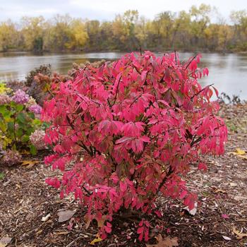 Euonymus alatus - Fire Ball Seedless&reg; Burning Bush