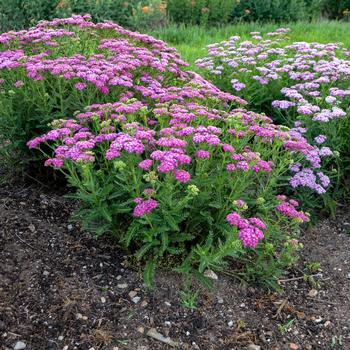 Achillea - 'Firefly Fuchsia' Yarrow