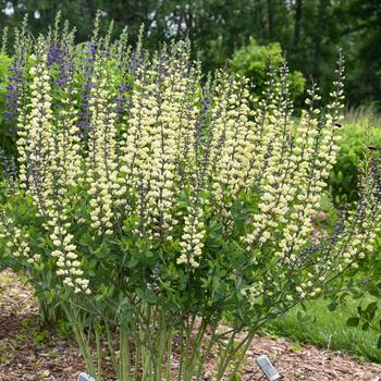 Baptisia (False Indigo) - Decadence® 'Vanilla Cream II'