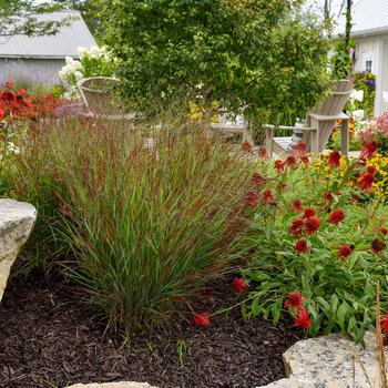 Panicum virgatum (Red Switch Grass) - Prairie Winds® 'Cheyenne Sky'