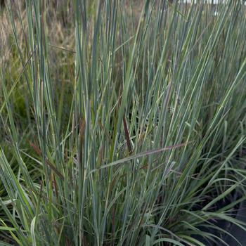 Schizachyrium scoparium - 'Sandhill' Little Bluestem