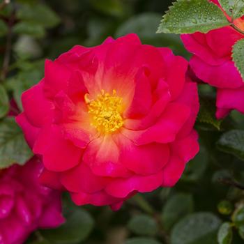 Rosa - Highwire Fire™ Climbing Rose