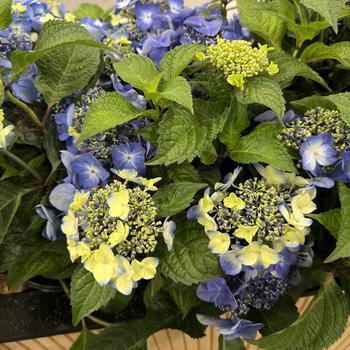 Hydrangea macrophylla - 'Pop Star®' Bigleaf Hydrangea