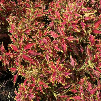 Coleus scutellarioides - ColorBlaze® 'Mini Me™ Watermelon'