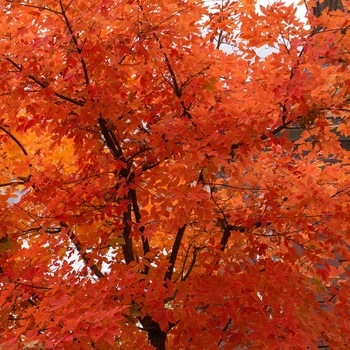 Acer griseum - 'Paperbark Maple'