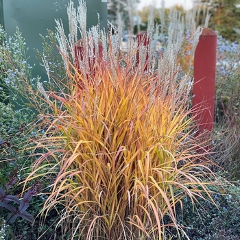 Miscanthus sinensis ''Purpurascens'' - Purple Maiden Grass