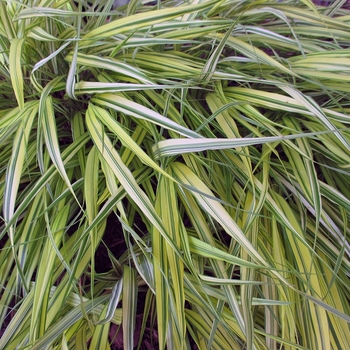 Hakonechloa macra 'Aureola' - Variegated Japanese Forest Grass