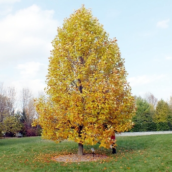 Liriodendron tulipifera - Tulip Tree