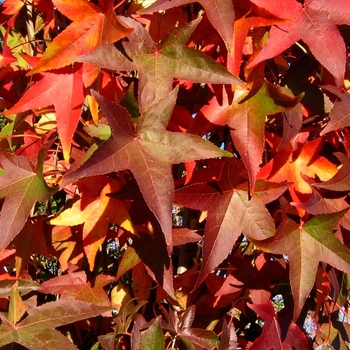 Liquidambar styraciflua 'Slender Silhouette' - Slender Silhouette Sweetgum