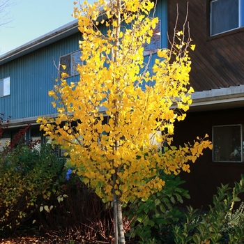 Ginkgo biloba - 'Presidential Gold®' Maidenhair Tree