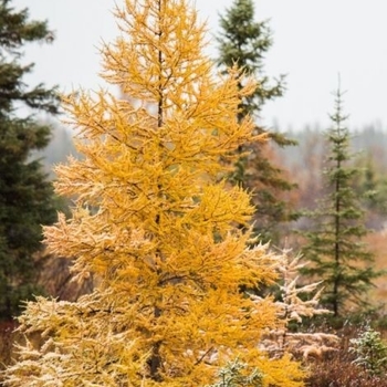 Larix laricina - American Larch