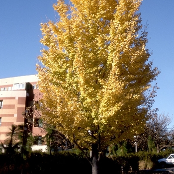 Ginkgo biloba - 'Golden Colonnade®' Maidenhair Tree