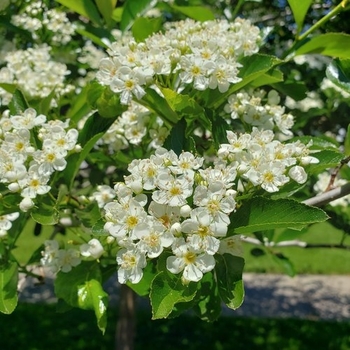 Crataegus crus galli 'inermis' - Thornless Cockspur Hawthorn