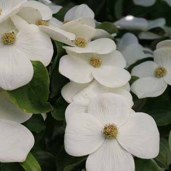 Cornus x elwinortonii - 'Starlight®' Dogwood