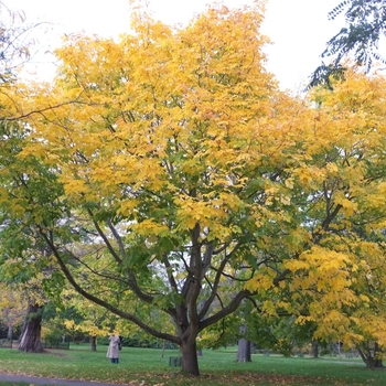 Cladrastis kentukea - Yellowwood