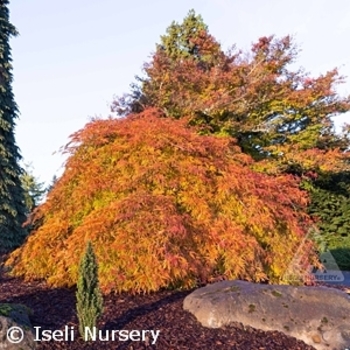 Acer x pseudosieboldianum (Maple) - Pacific Rim® 'Wabi sabi'