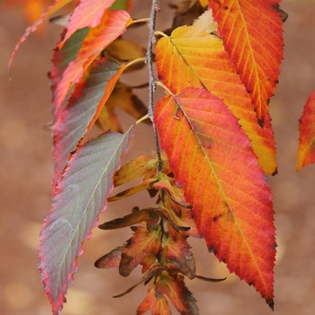 Carpinus Caroliniana ' 'Uxbridge'' - Rising Fire American Hornbeam