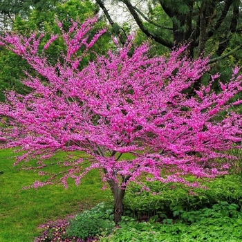 Cercis canadensis - Redbud