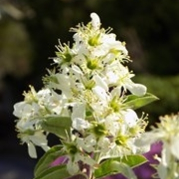 Amelanchier canadensis - 'Rainbow Pillar®' Serviceberry