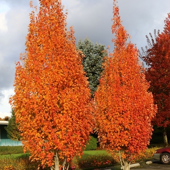 Acer rubrum - 'Armstrong Gold™' Maple