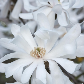 Magnolia stellata - 'Royal Star'