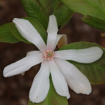 Magnolia x loebneri - Spring Welcome®