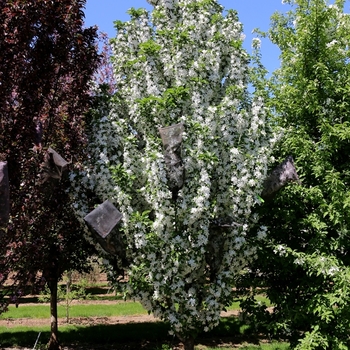 Malus - 'Ivory Spear®' Crabapple