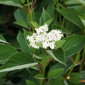 Cornus sericea - 'Isanti' Red Osier Dogwood