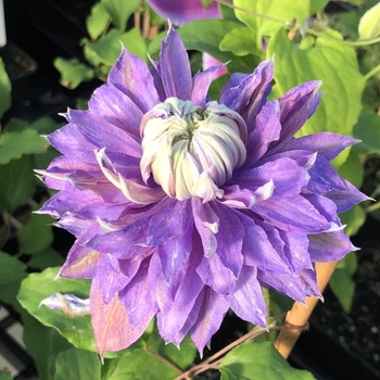 Clematis - 'Regal Diamantina'