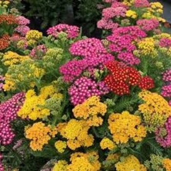 Achillea millefolium ''Milly Rock™ Trio'' - Milly Rock™ Trio