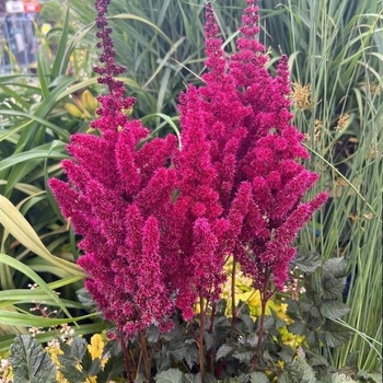 Astilbe chinensis ''Visions Volcano'' - Visions Volcano Astilbe