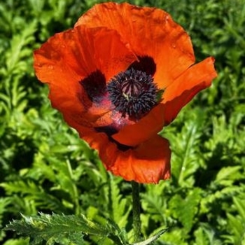 Papaver orientale ''Fruit Punch'' - 'Fruit Punch' Poppy