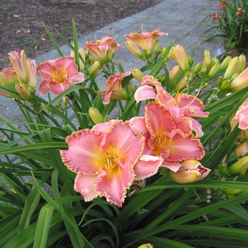 Hemerocallis hybrida 'Heavenly Pink Fang' - Heavenly Pink Fang 