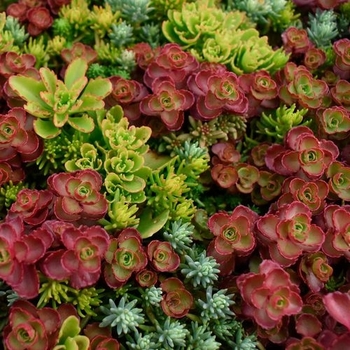 Sedum 'QuickCover™ Mix' - QuickCover™ Mix Stonecrop