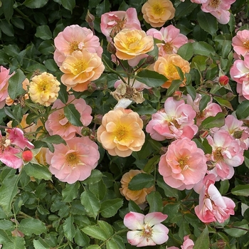 Rosa (Groundcover Rose) - Flower Carpet® 'Amber'