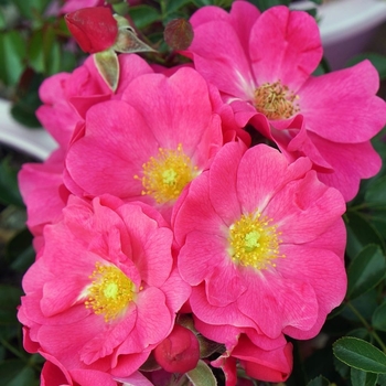 Rosa (Groundcover Rose) - Flower Carpet® 'Pink Supreme'