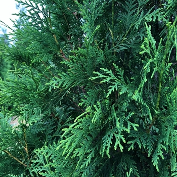 Thuja occidentalis - 'Hetz Wintergreen' Arborvitae