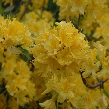 Rhododendron Northern Lights hybrid - 'Lemon Lights' Azalea