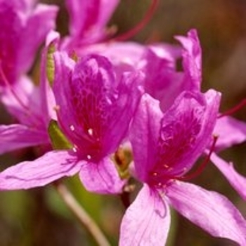 Rhododendron Northern Lights hybrid - 'Lilac Lights' Azalea