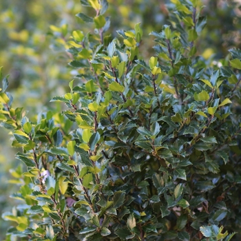 Ilex x meserveae - 'Blue Prince' Holly