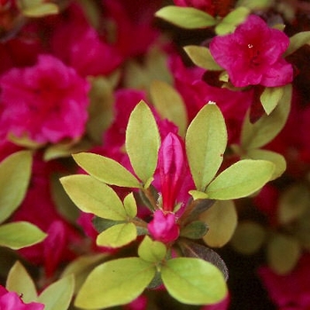 Rhododendron - 'Girard's Purple' Azalea
