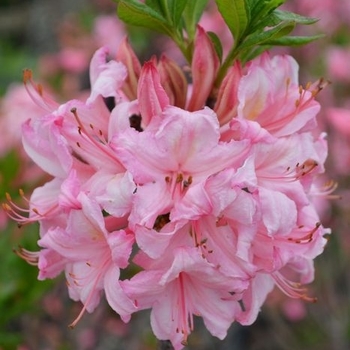 Rhododendron Northern Lights hybrid - 'Candy Lights™' Azalea