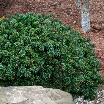 Abies koreana - 'Cis' Korean Fir