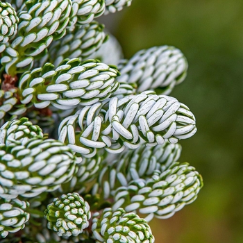 Abies koreana ' ‘Ice Breaker’' - Ice Breaker Korean Fir