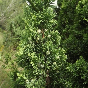 Juniperus chinensis - 'Iowa' Juniper