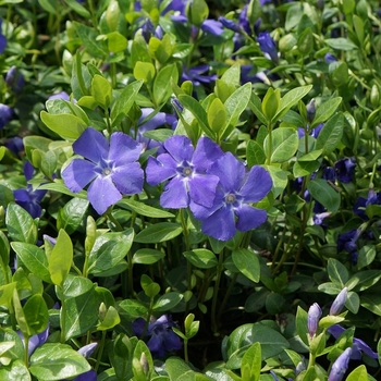 Vinca minor - 'Bowles' Periwinkle