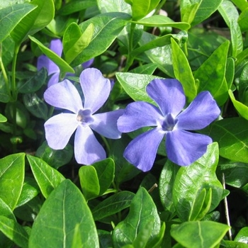 Vinca minor - 'Dart's Blue' Periwinkle