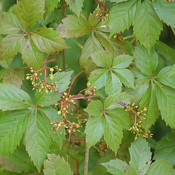 Parthenocissus quinquefolia var. engelmannii - 'Engelmannii' Virginia Creeper