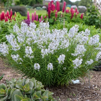 Amsonia hubrichtii - 'String Theory' Bluestar