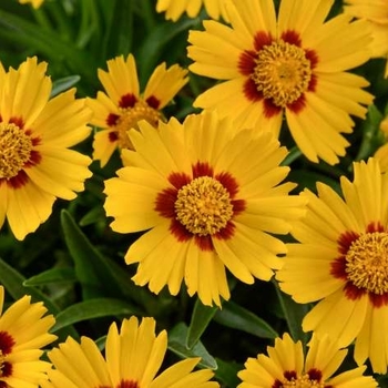 Coreopsis grandiflora (Tickseed) - Solanna™ 'Bright Touch'